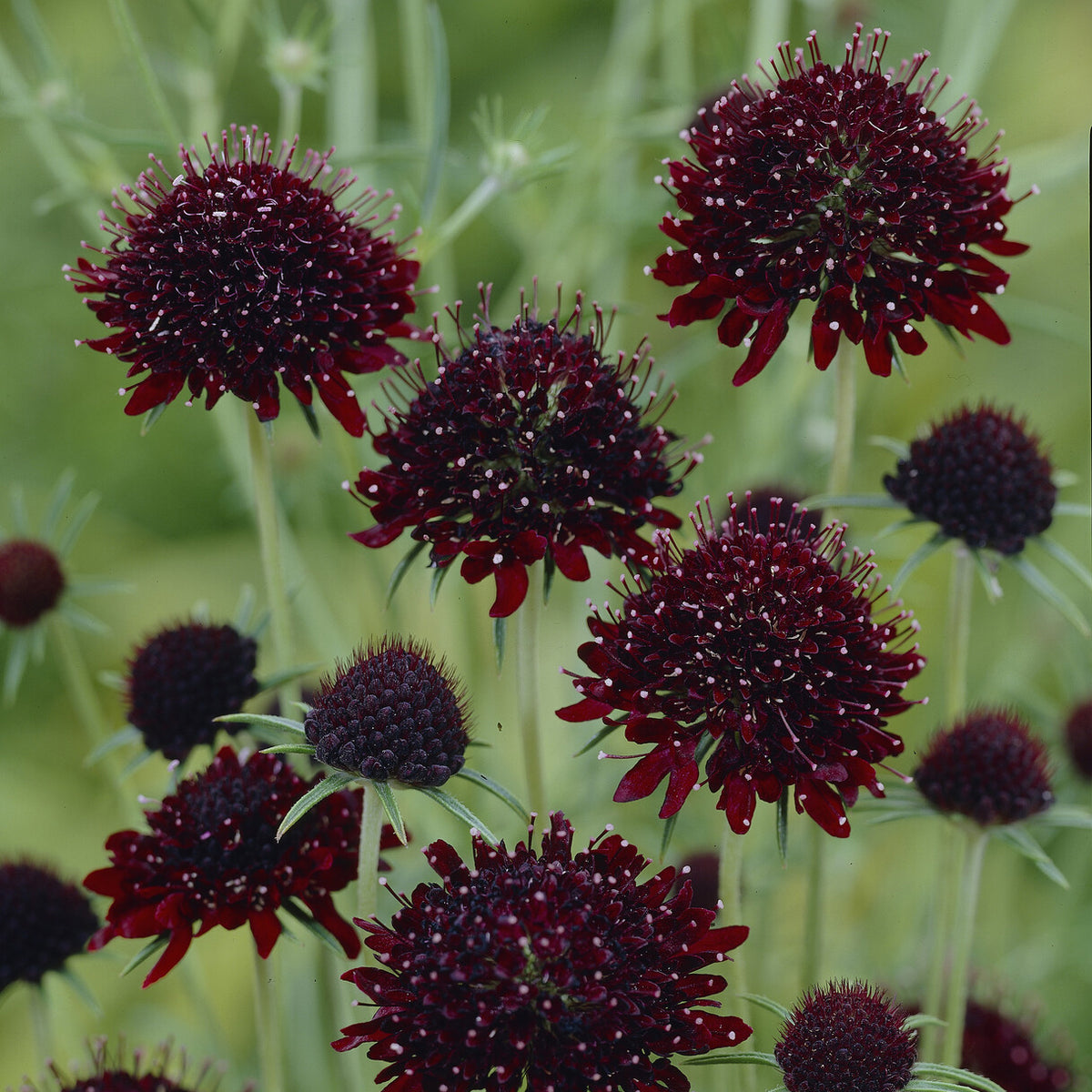 Duifkruid Chile Black - Scabiosa atropurpurea Chile Black - Bakker