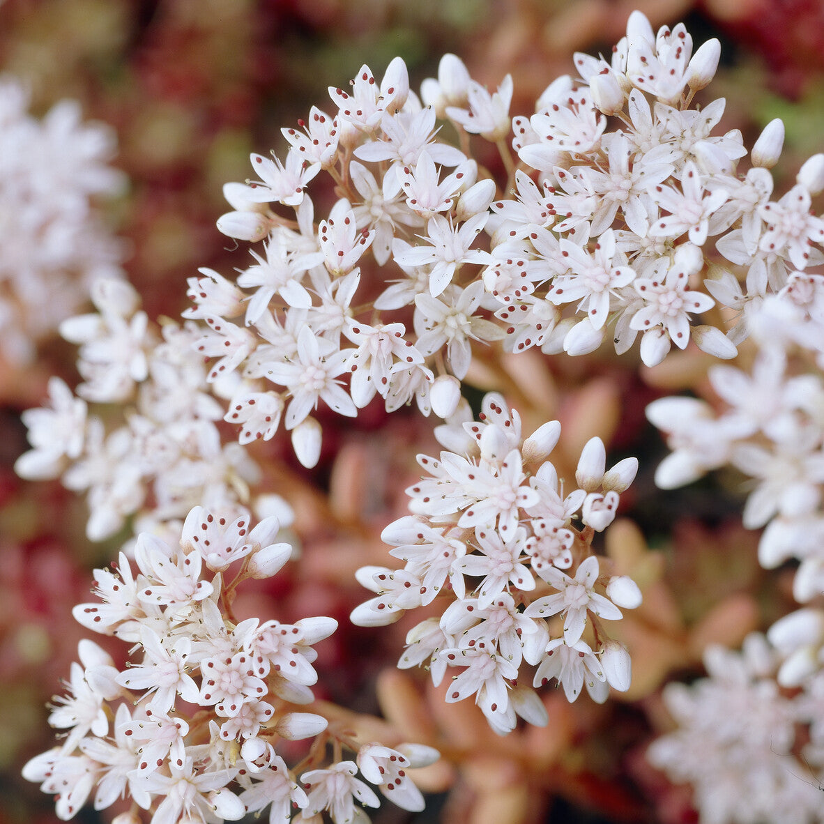 Vaste planten - Vetkruid Coral Carpet - Sedum album Coral Carpet