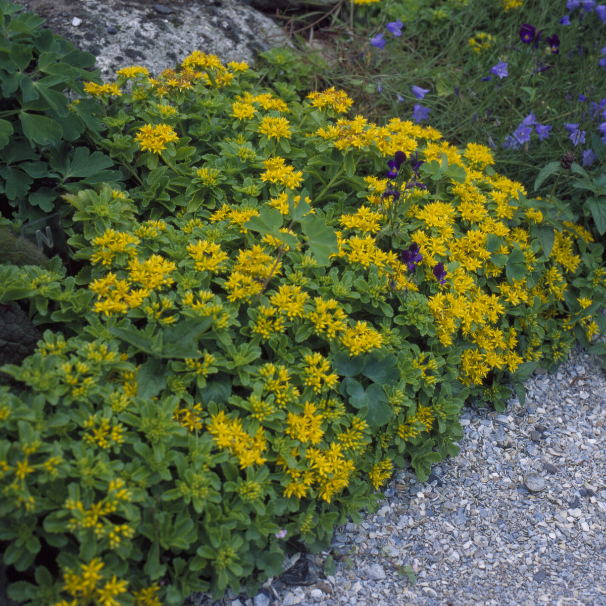 Sedum kamtschaticum - Vetkruid Kamtschaka - Vaste planten