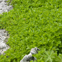 Vetkruid Kamtschaka - Sedum kamtschaticum - Bakker