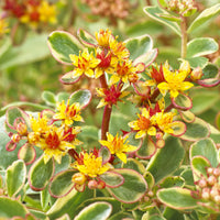Vetkruid Kamtschaka Variegatum - Sedum kamtschaticum Variegatum - Bakker
