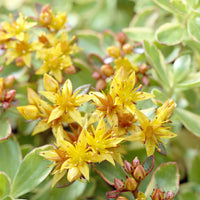 Vetkruid Kamtschaka Variegatum - Bakker
