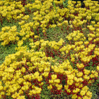 Vetkruid Oregon - Sedum oreganum - Bakker