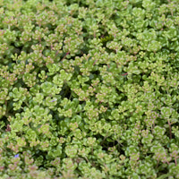 Sedum oreganum - Vetkruid Oregon - Vaste planten