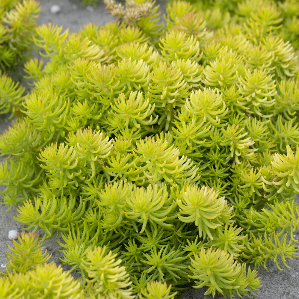 Vetkruid 'Reflexum Angelina' - Bakker