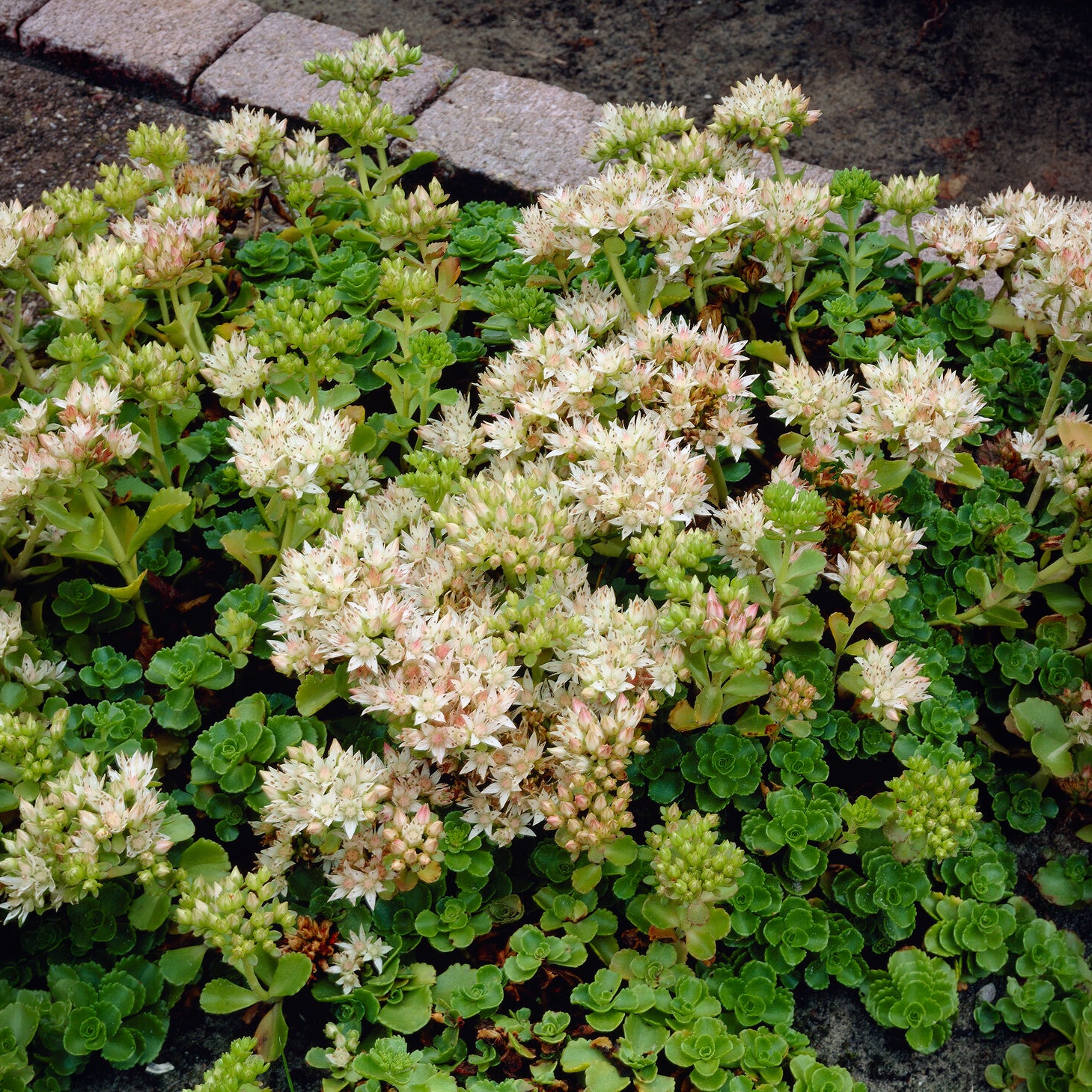 Vetkruid spurium Album Superbum - Bakker