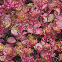Roze vetkruid 'Fuldaglut' - Sedum spurium Fuldaglut - Bakker