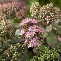 Sedum sieboldii - Vetkruid Siebold - 