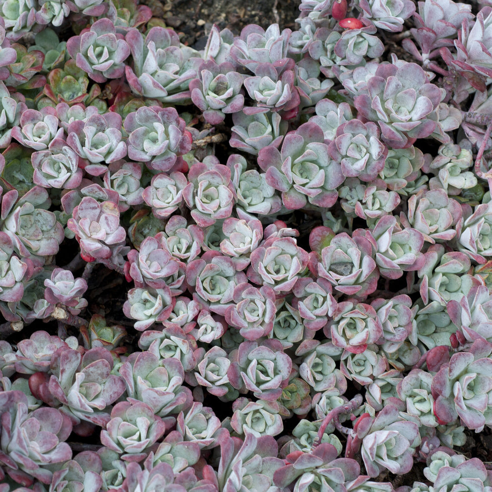 Vetkruid spatulé Purpureum - Sedum spathulifolium Purpureum - Bakker