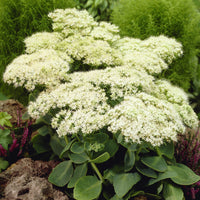 Vetkruid 'Stardust' - Sedum spectabile Stardust - Bakker