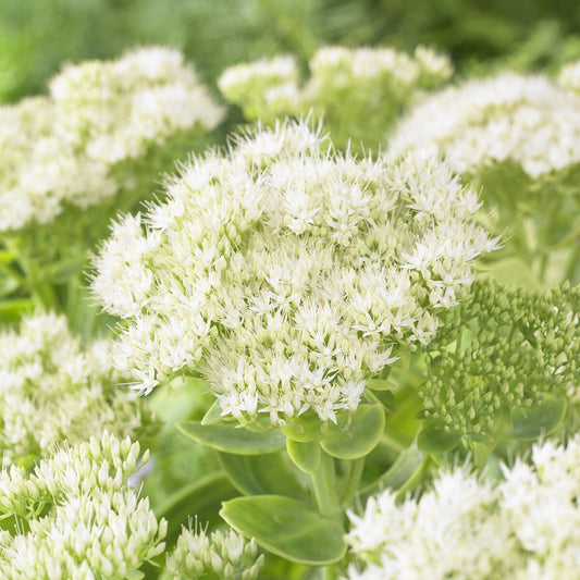 Vetkruid 'Stardust' - Bakker