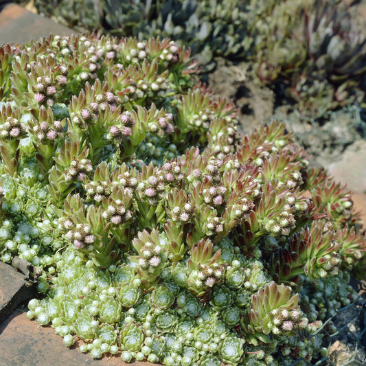 Huislook Sempervivum arachnoideum (x3)