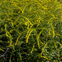 Solidago rugosa Fireworks - Guldenroede Fireworks - Solidago - Guldenroede