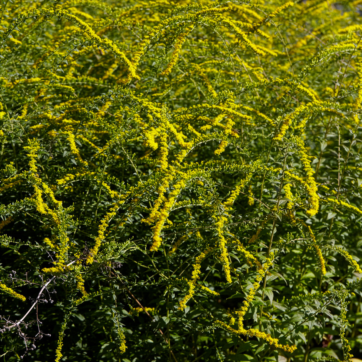 Solidago rugosa Fireworks - Guldenroede Fireworks - Solidago - Guldenroede