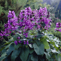 Bloeiende vaste planten - Ezelsoor Superba - Stachys grandiflora Superba