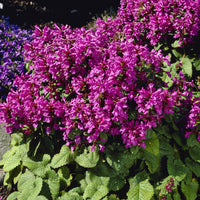 Ezelsoor Superba - Stachys grandiflora Superba - Bakker