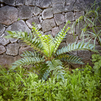 Ijzervaren - Cyrtomium falcatum - Bakker