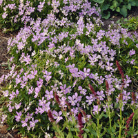Viooltje Boughton Blue - Viola cornuta Boughton Blue - Bakker