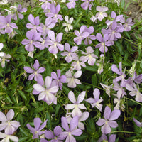 Viooltje Boughton Blue - Bakker
