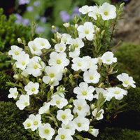 Zandkruid - Arenaria montana - Bakker