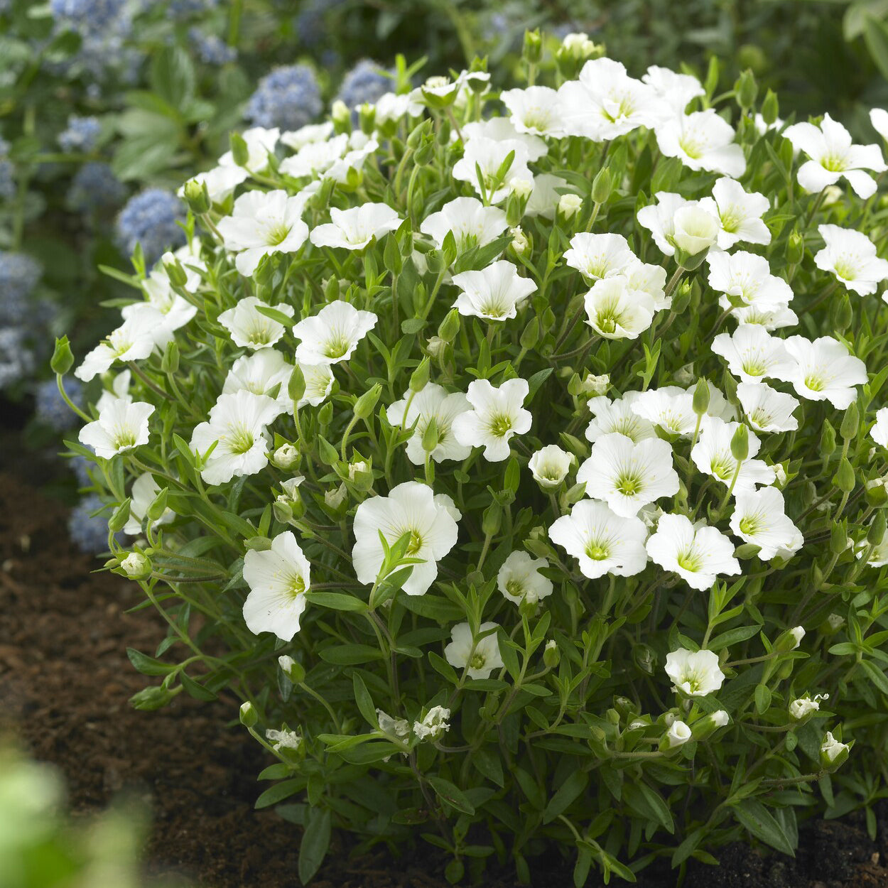 Arenaria montana - Bergzandkruid