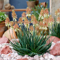 Aloe 'Safari Sunrise'® - Bakker
