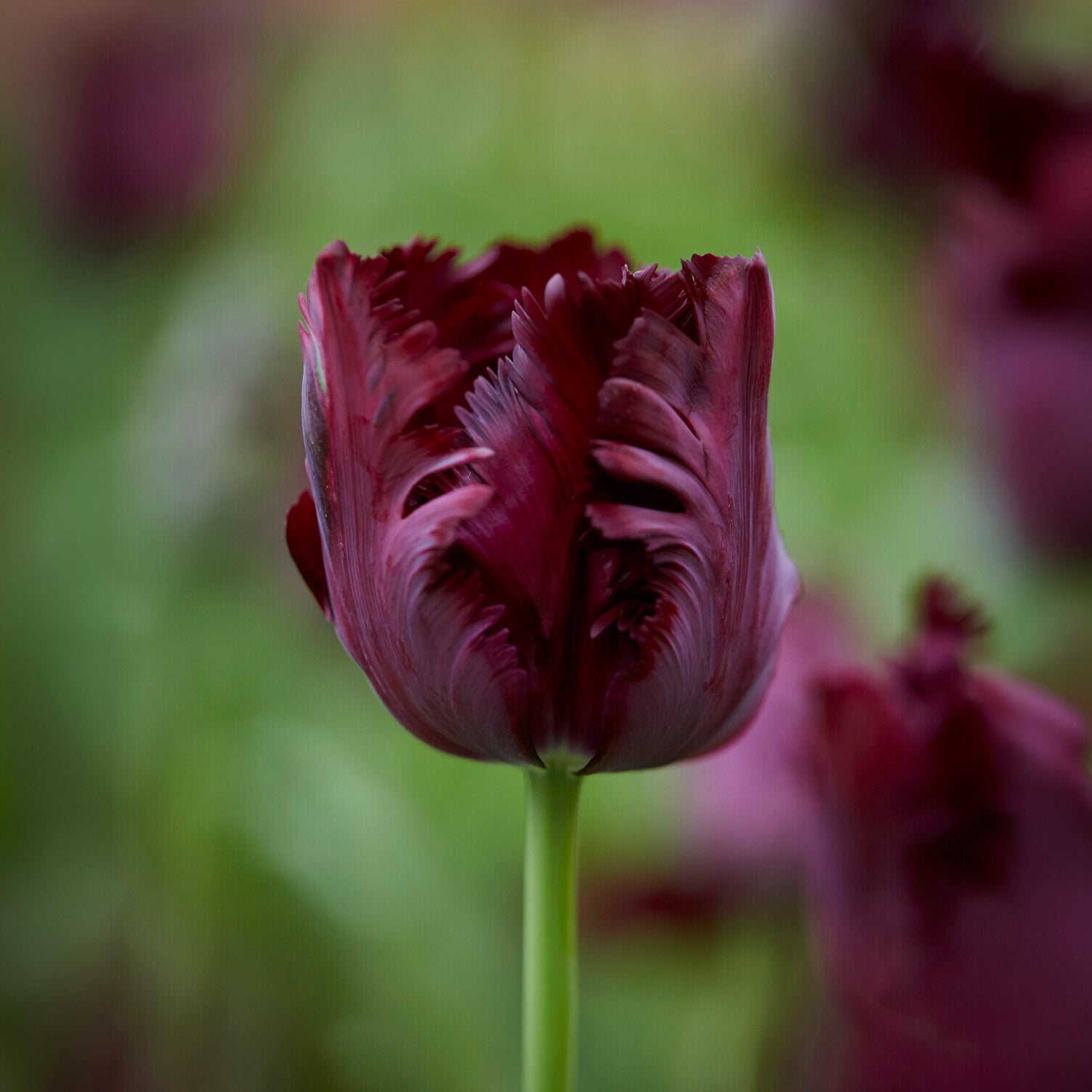 Tulipa Princesse  Irene, Black Parrot, Apricot Parrot - Parkiet Tulpen collectie: 'Princes Irene'  + 'Black Parrot' + 'Apricot Parrot' (x24) - Tulpen