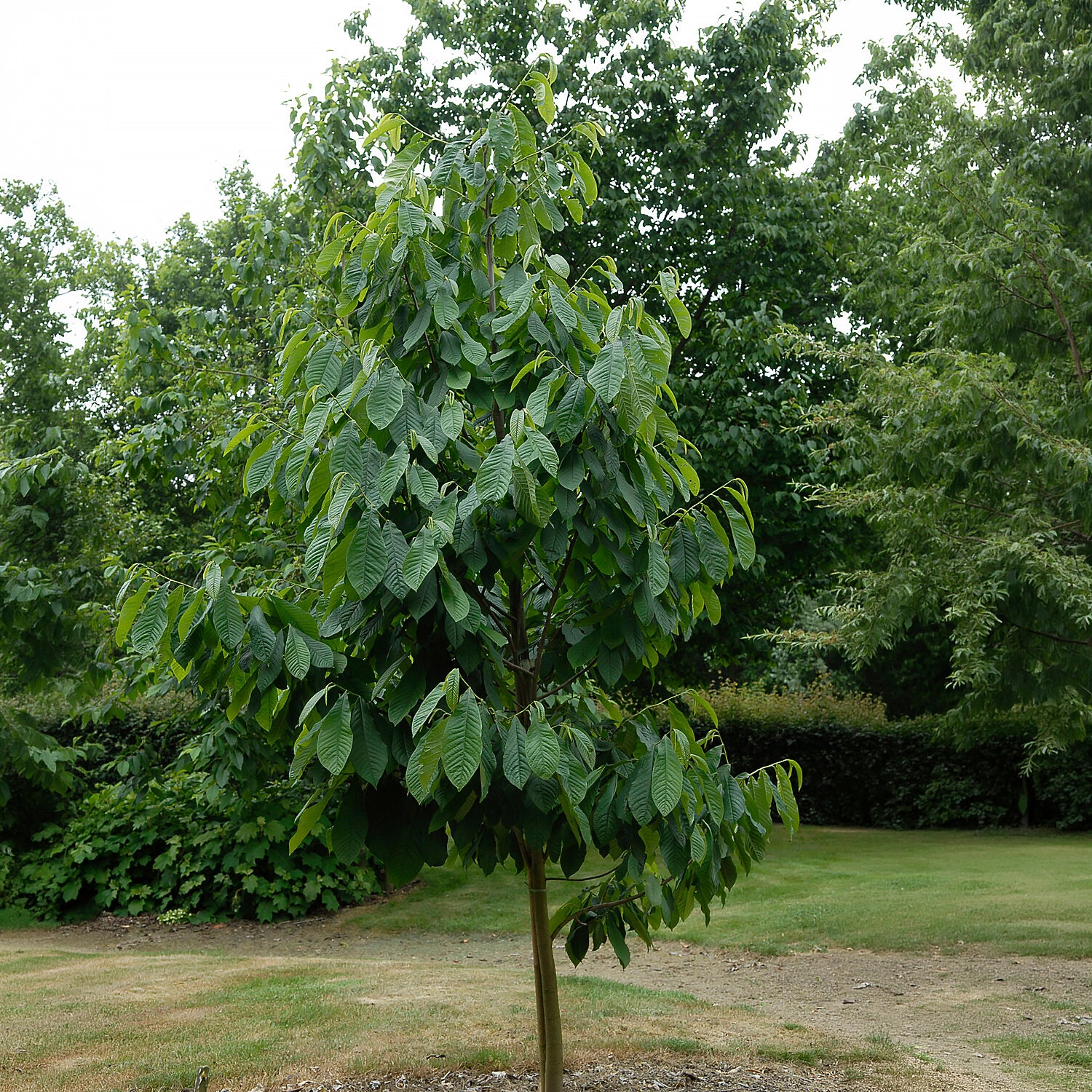  - Asimina Triloba Prima - Bakker