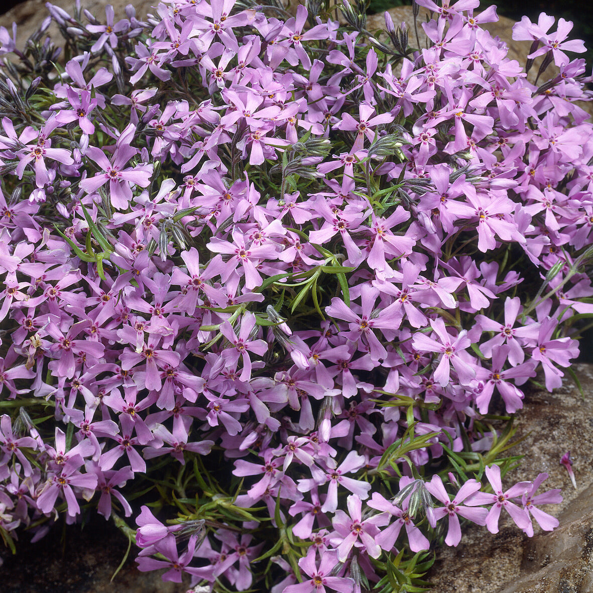 Phlox subulata Moerheimii - Borstelvlambloem Moerheimii roze - Phlox