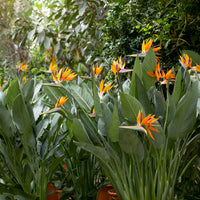 Paradijsvogelbloem Strelitzia - Strelitzia reginae - Paradijsvogelbloem - Bakker