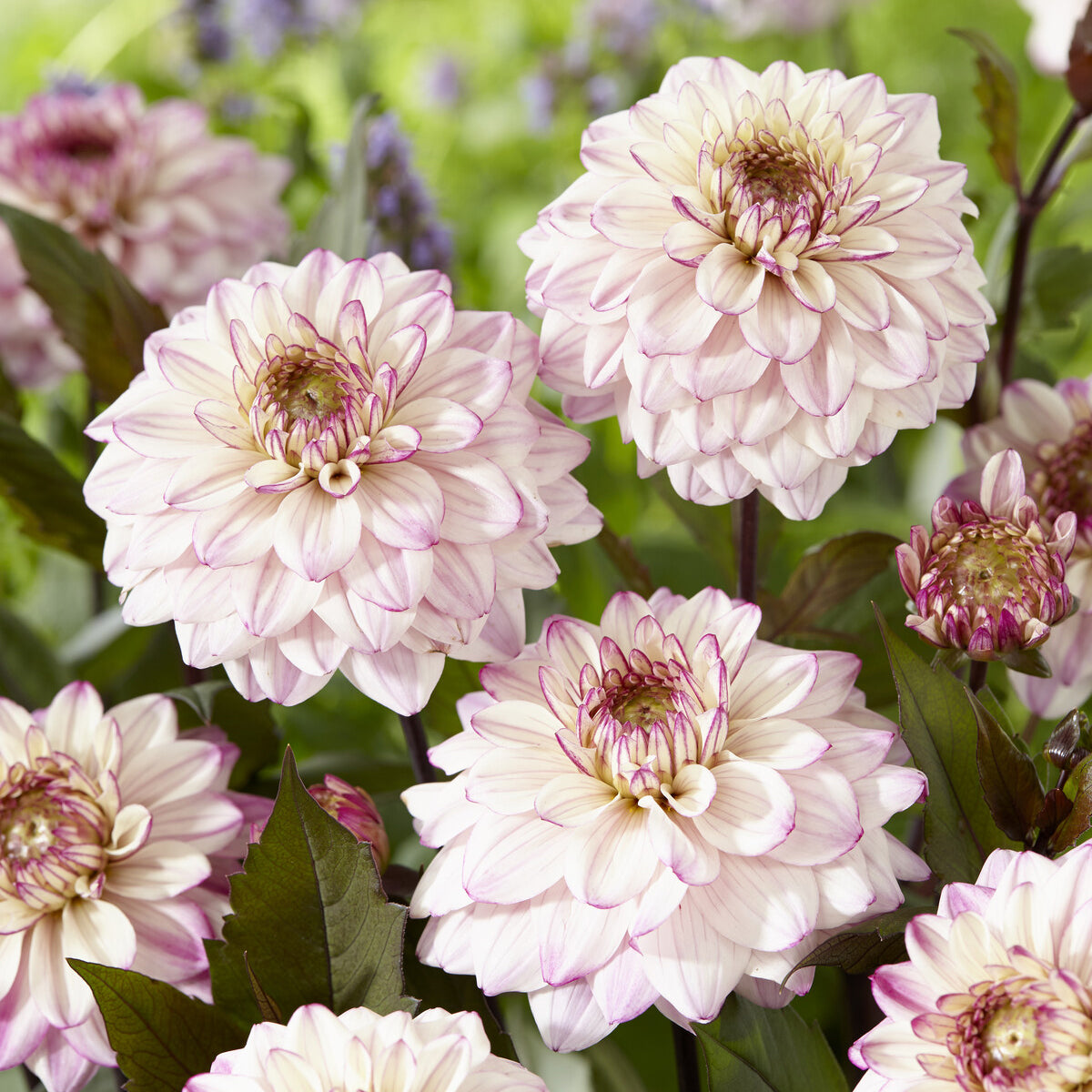 Decoratieve Dahlia's 'Flashback' - Bakker