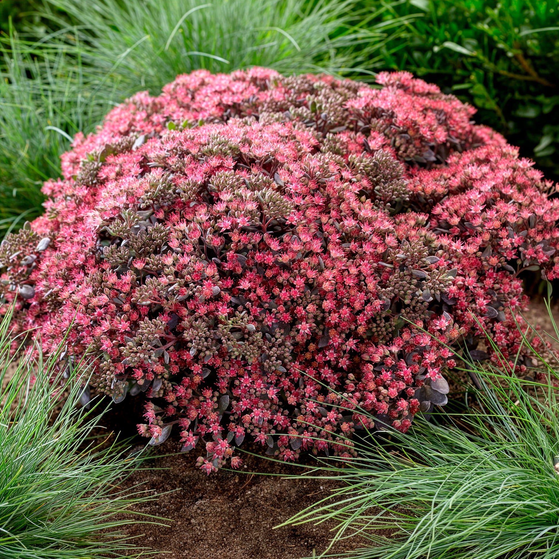 Muurpeper Dazzleberry - Sedum Dazzleberry - Bakker