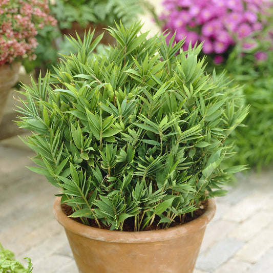 Dwergbamboe (Pleioblastus pumilus) - Bakker