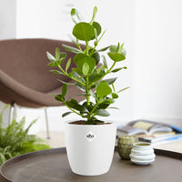 Clusia 'Princess' incl. witte sierpot - Bakker