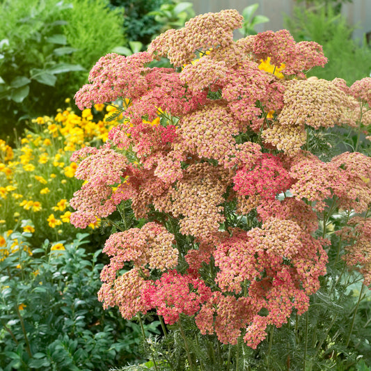 Duizendblad Wesersandstein - Bakker