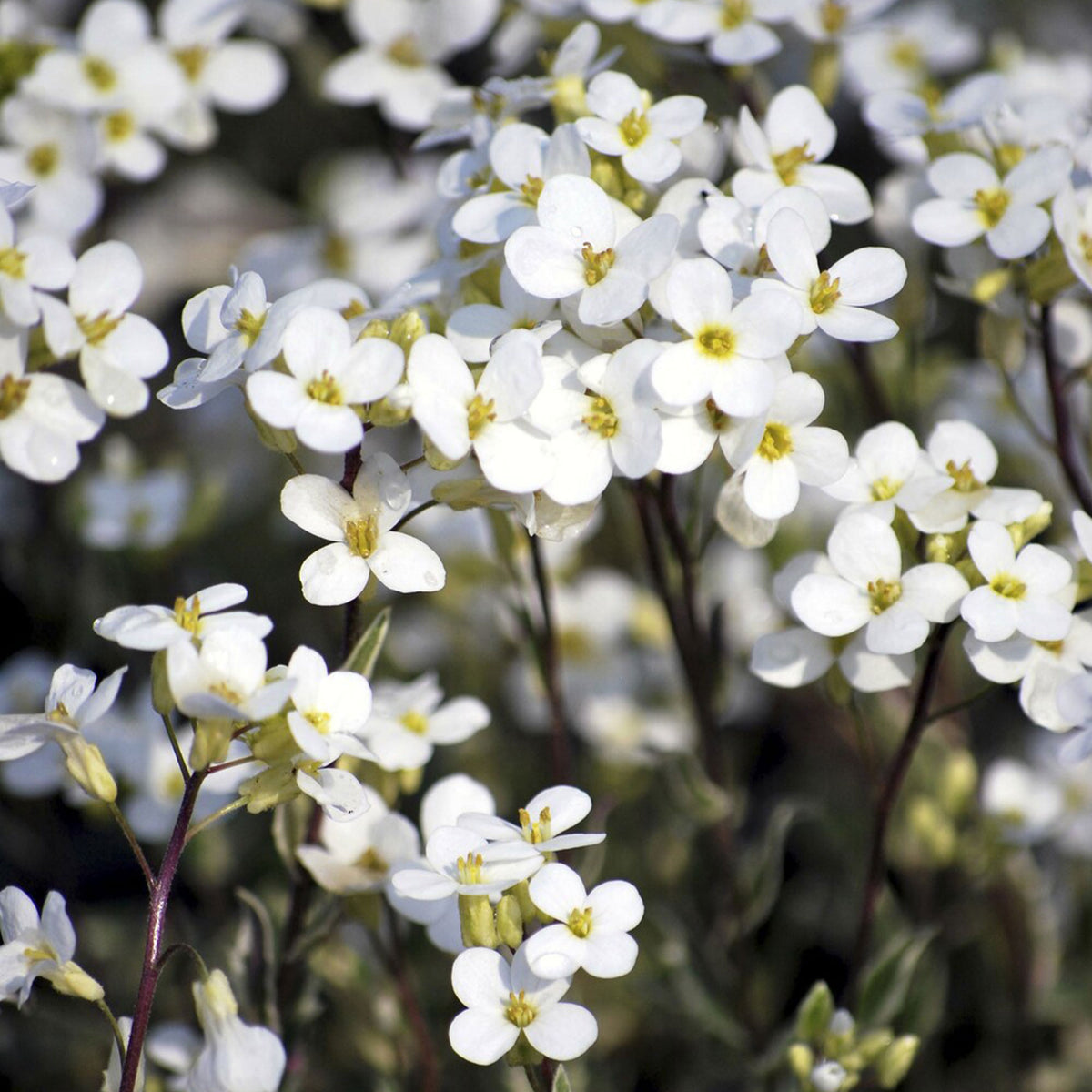 Bontbladige Arabis - klimplant - Bakker