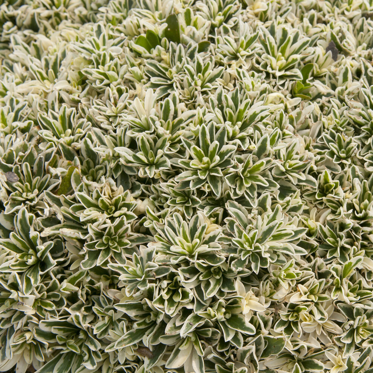 Arabis ferdinandi-coburgii variegata - Bontbladige Arabis - klimplant - Vaste planten