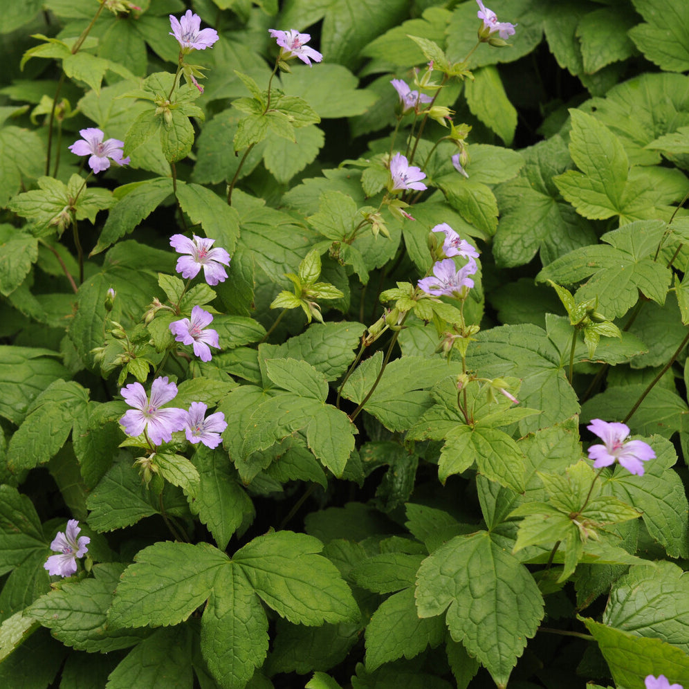 Nodosum Ooievaarsbek - Geranium nodosum - Bakker