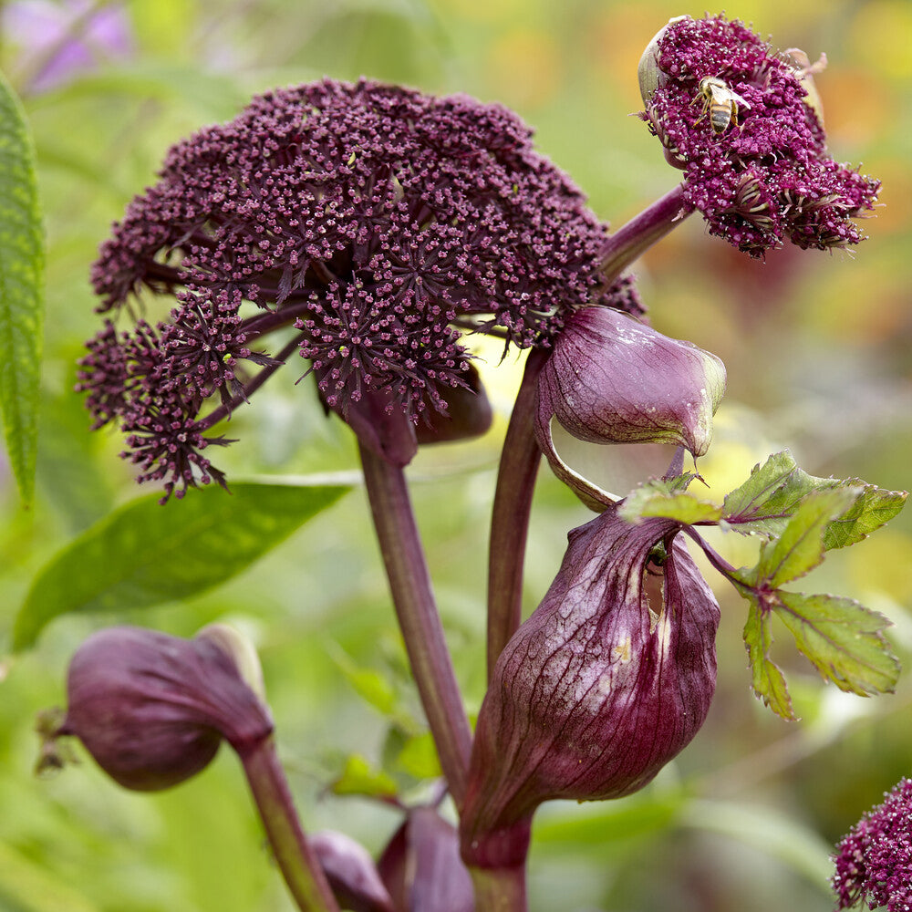 Angelica - Engelwortel