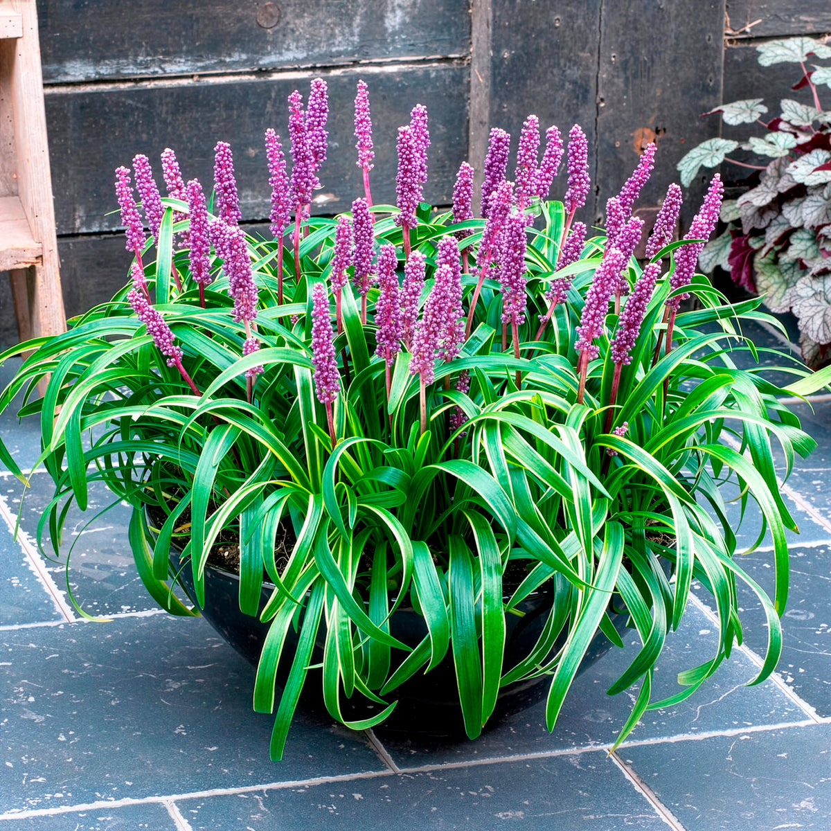 Liriope muscari Gold Banded - Leliegras Gold Banded - Liriope