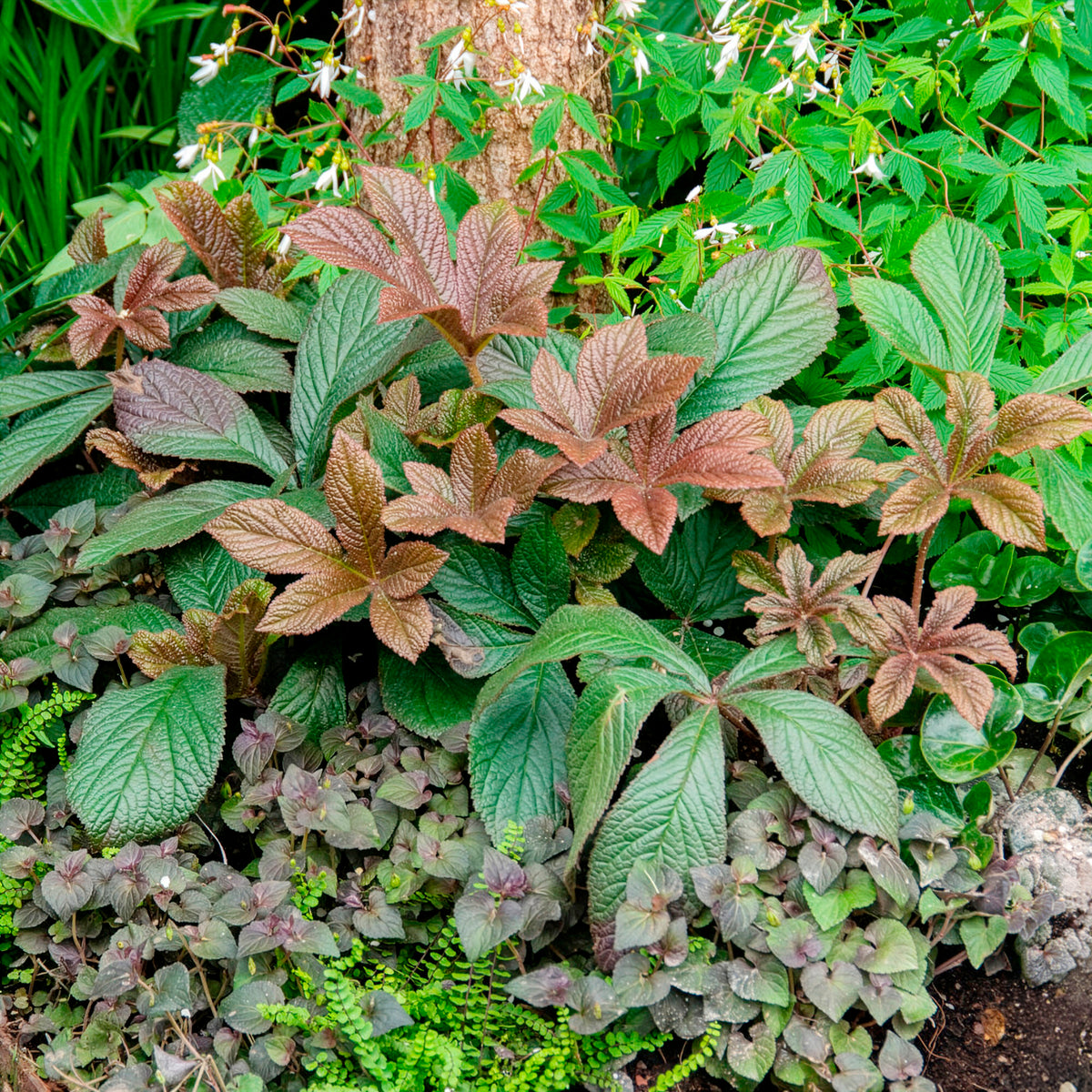 Rodgersia henrici - Kastanjebladige astilbe henrici - Rodgersia - Schoutblad