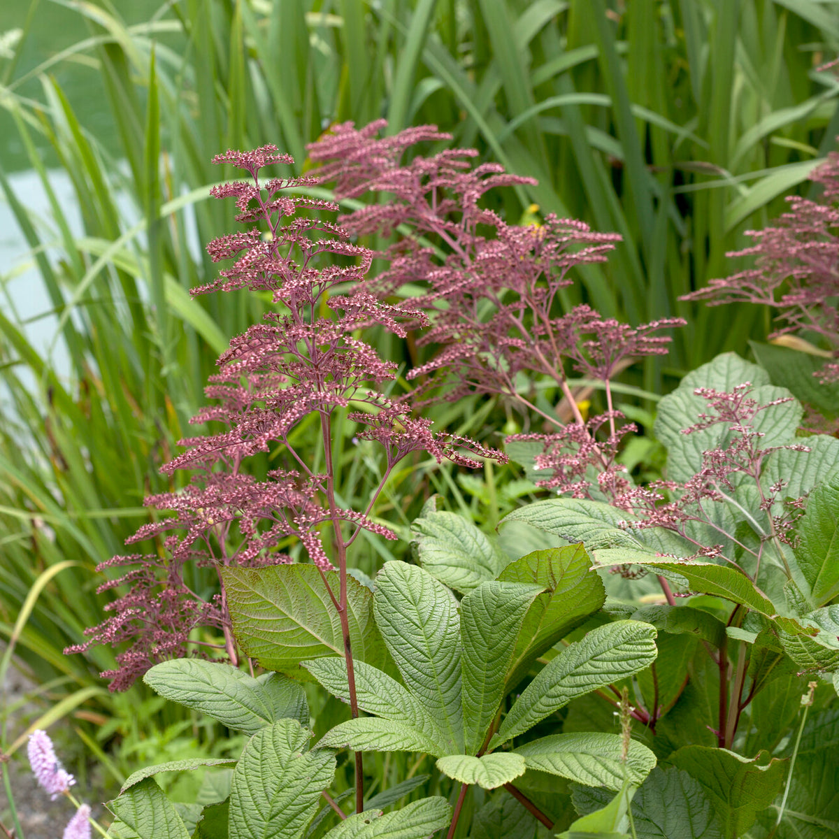 Verkoop Kastanjebladige astilbe henrici - Rodgersia henrici