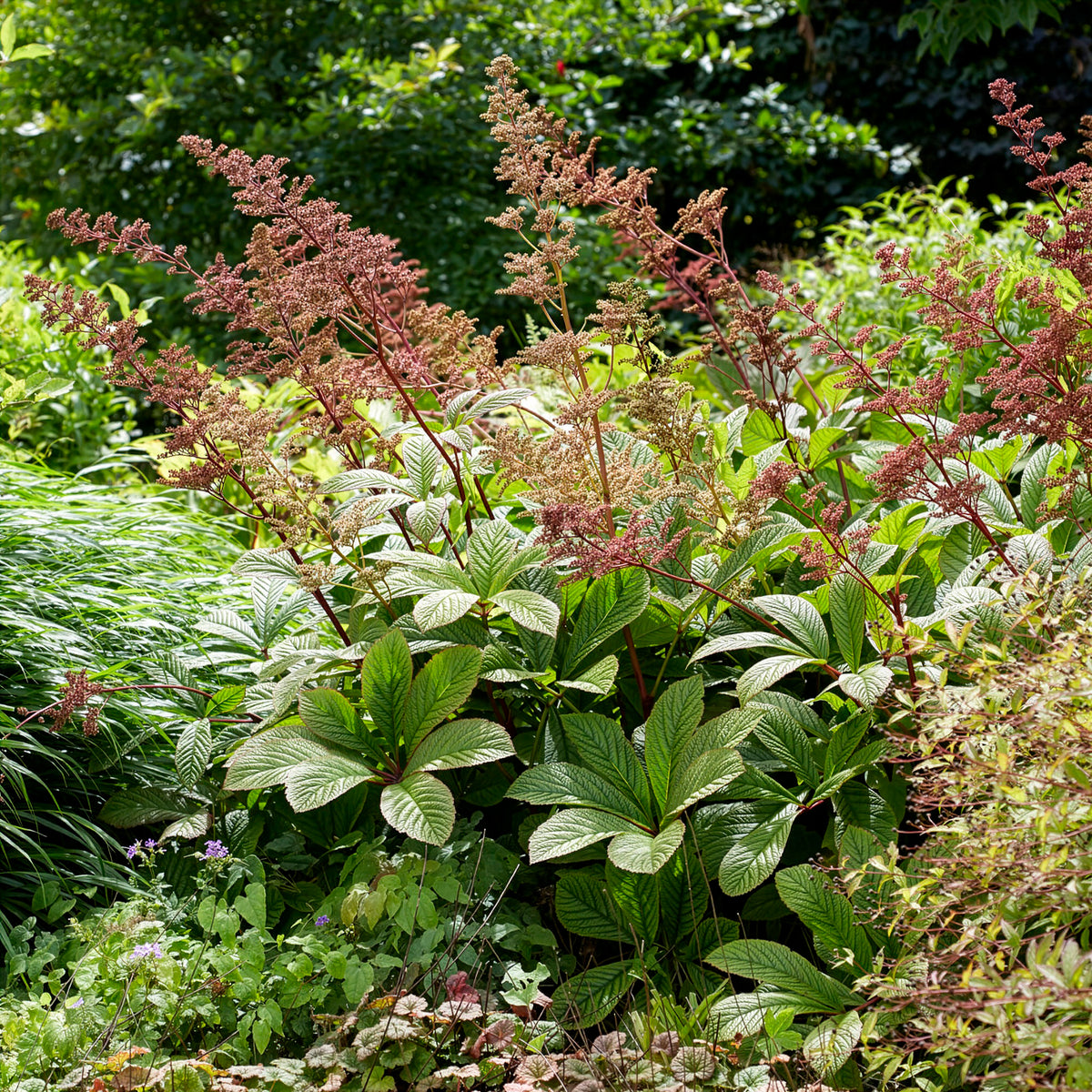 Kastanjebladige astilbe henrici - Bakker