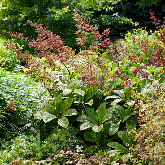 Kastanjebladige astilbe henrici - Bakker
