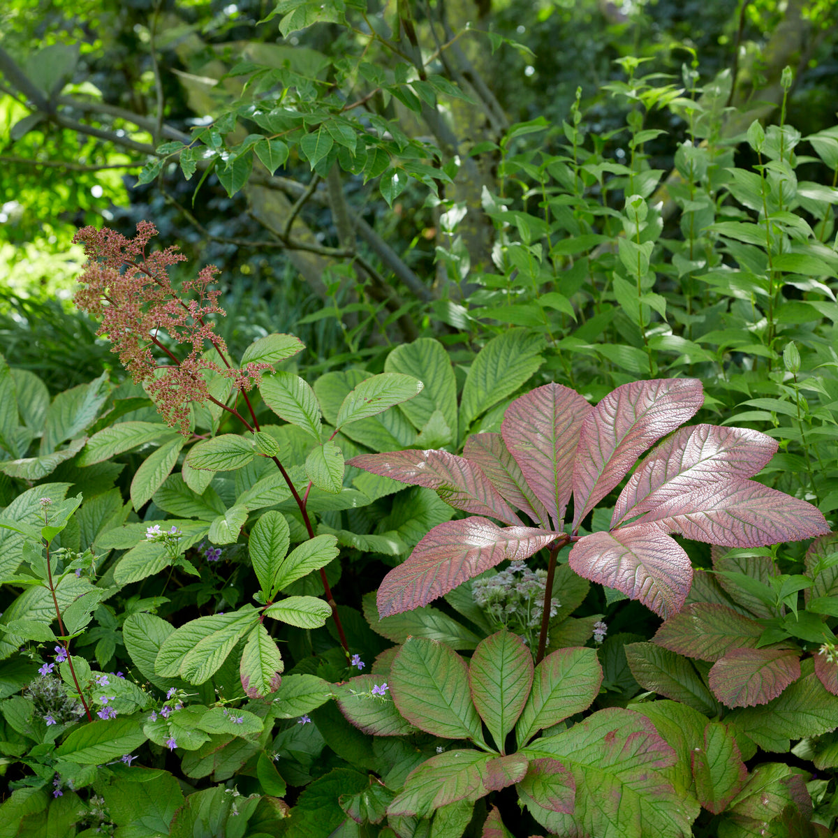 Rodgersia - Schoutblad - Kastanjebladige astilbe henrici - Rodgersia henrici