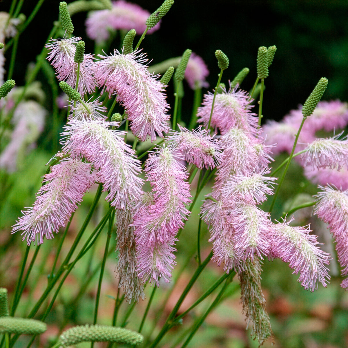 Pimpernel Pink Brushes - Sanguisorba Pink Brushes - Bakker