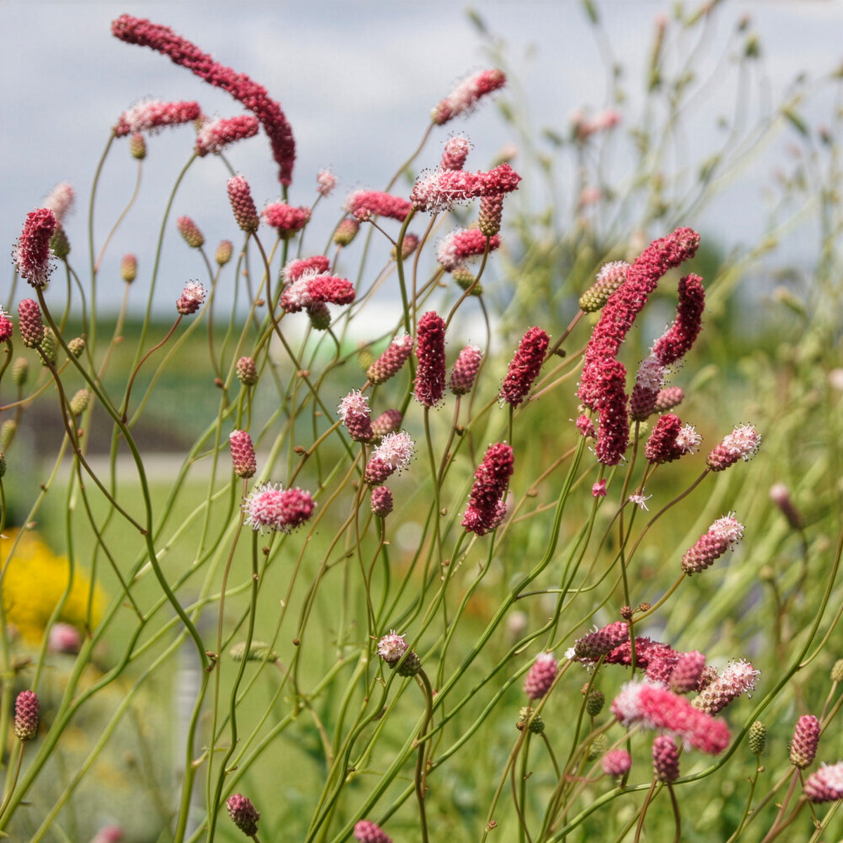 Sanguisorba tenuifolia Purpurea - Pimpernel Purpurea - Pimpernel