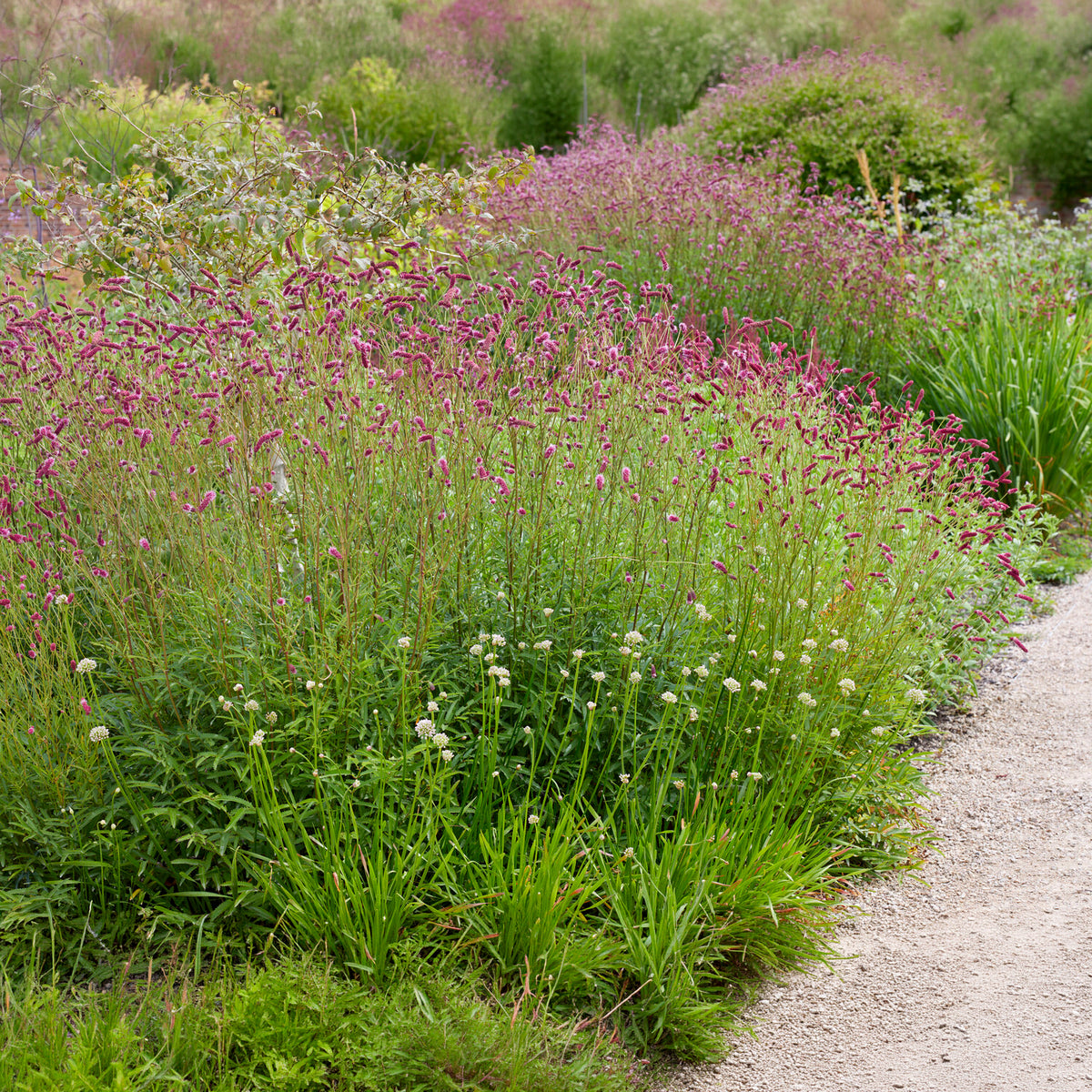 Pimpernel Purpurea - Bakker
