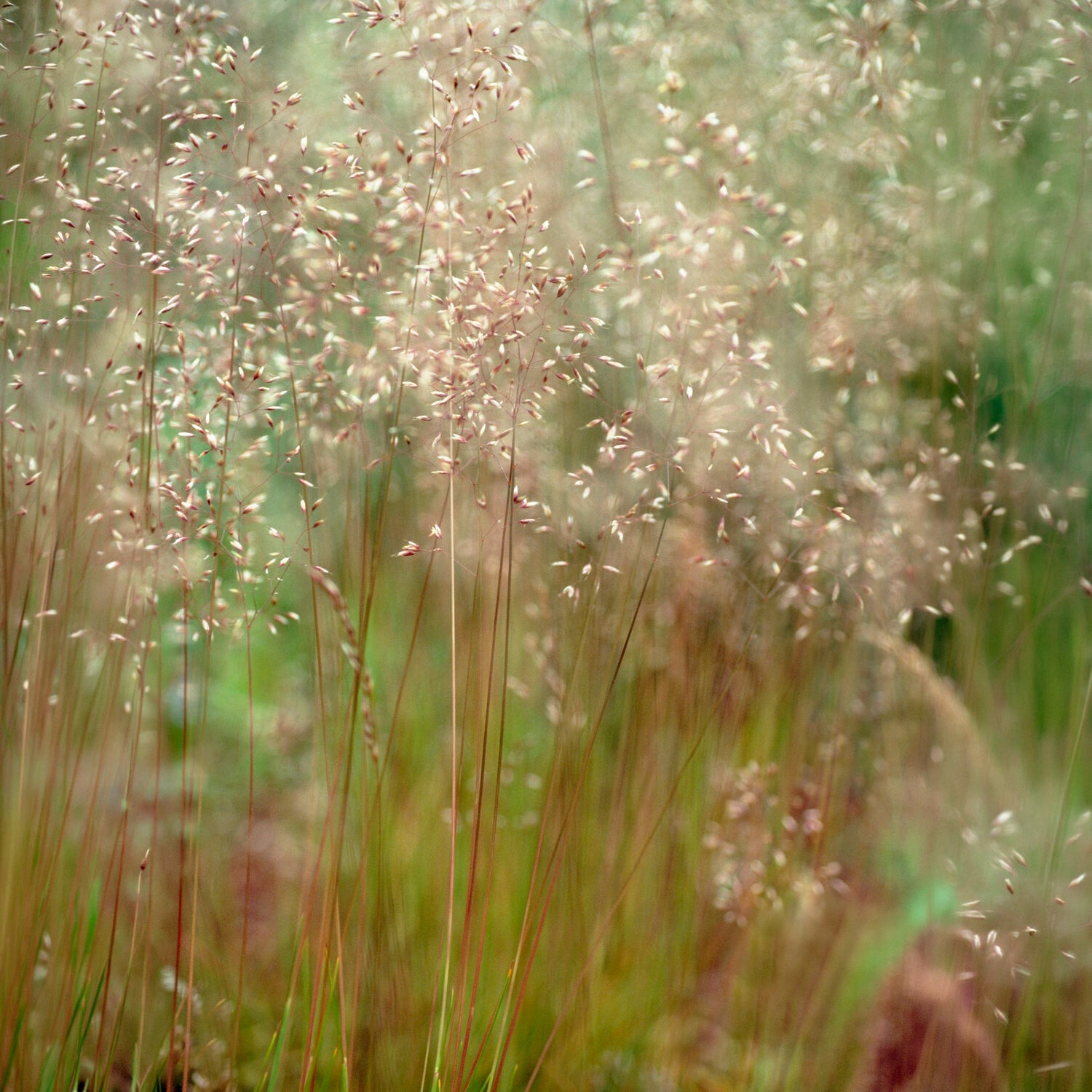 Deschampsia flexuosa Tatra Gold - Bochtige smele Tatra gold - Smele