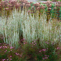 Klein prairiegras Ha Ha Tonka - Schizachyrium scoparium Ha Ha Tonka - Bakker